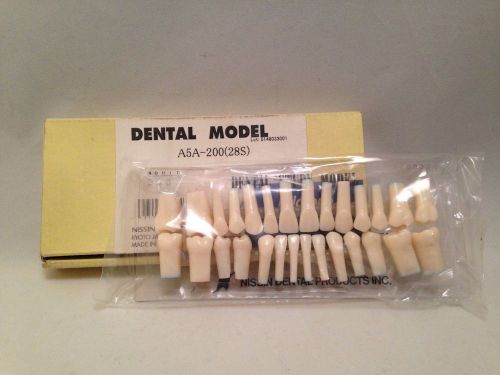 Kilgore Dental Model A5A-200 (28S) Dental Study Model Teeth