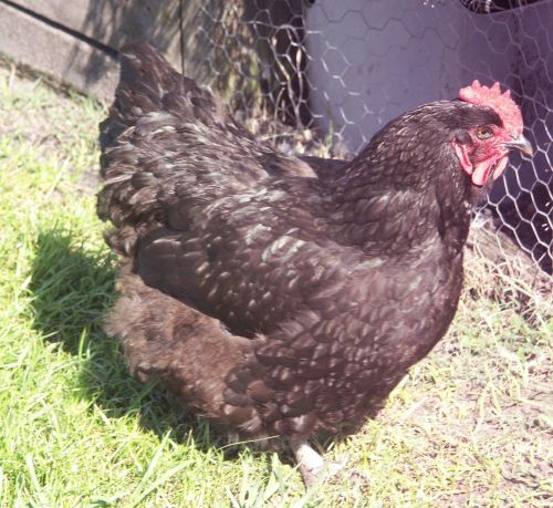 6 + EXTRAS-- Purebred BLACK ORPINGTON Fresh Fertile Chicken Hatching Eggs