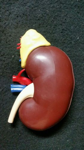 Vintage Merck Anatomical Model Human Kidney Renal Model