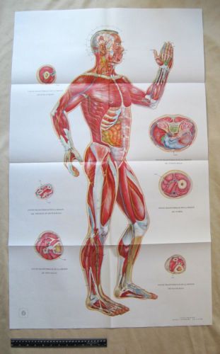 French Acupuncture Male Figure #6 Points Chart  25.5&#034; X 41.75&#034; Japanese-Made
