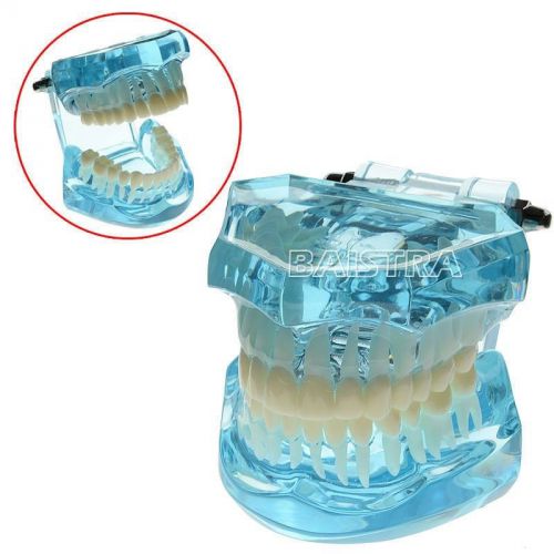 1 PC Dental Transparent Standard Teeth Tooth Model for Dentist #7001