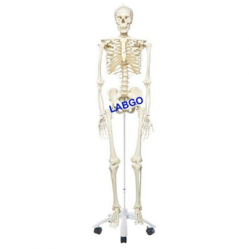 Human Skeleton Anatomical Model LABGO FREE SHIPPING