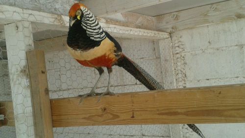 12 lady admherst mix with red golden pheasant hatching fertile eggs