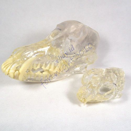 Canine +feline skull clear anatomy jaw vet veterinary &amp;teeth tooth teach model for sale