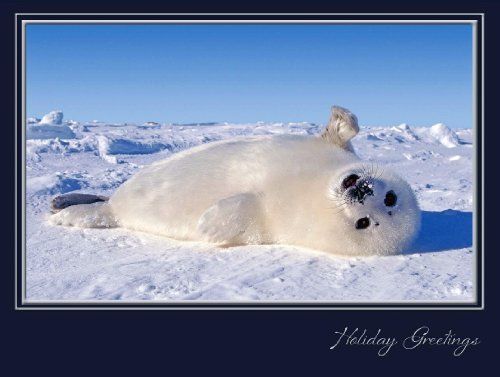 Ice Pup - Harp Seal Christmas Cards