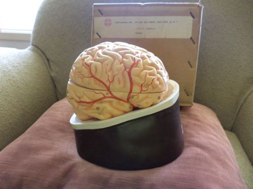 Vintage Clay Adams Brain Anatomical Model Neuroanatomy w/ Box Teaching Skeleton