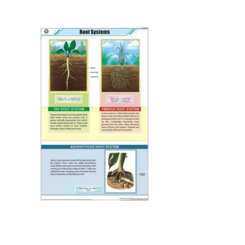 Root Systems (58 x 90cm) Chart