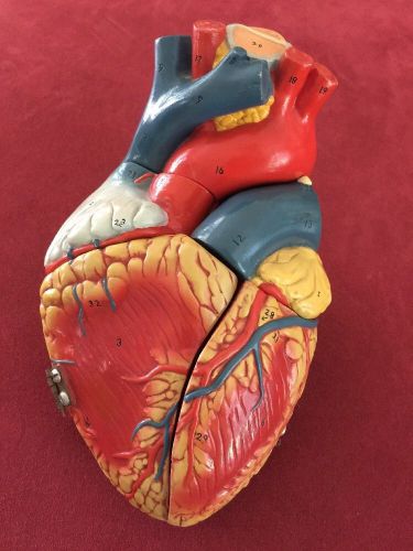 Rare Medical Plastics Laboratory Anatomical Heart Model