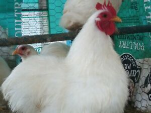 10 *Silkied feather project*  COCHIN BANTAM fertile hatching eggs ..please read