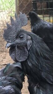 10+Extra Fertile Hatching Eggs Bloodline Ayam Cemani Indonesia Chickens 