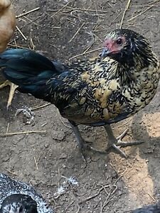 6+ Bantam Mix Chicken hatching eggs