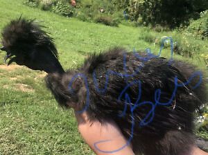 10 Fertile Chicken Hatching Eggs Rare Breeds Barnyard mix Possibly Showgirls