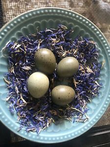 9 Button Quail Hatching Eggs Beautiful Healthy Birds Select Bred