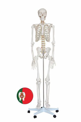 Professional Medical Educational Anatomic Skeleton Model life size 170cm ARTMED