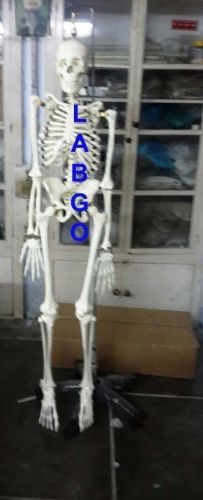 Human life size skeleton 0016 for sale