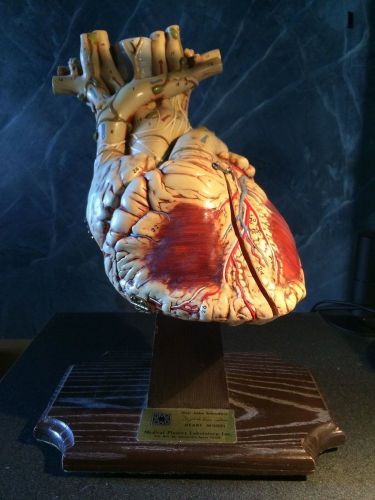 Laerdal Medical Plastics Laboratory Don Jake Saunders Heart Model