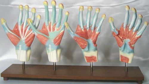 Human hand muscle dissection anatomy anatomical medical model set of 4 New