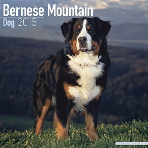 New 2015 bernese mountain dog wall calendar by avonside- free priority shipping! for sale
