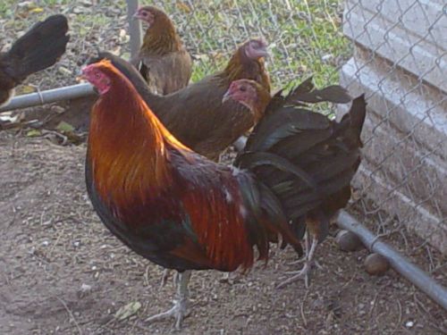 (10+) Mixed Pure Game Fowl Hatching Eggs