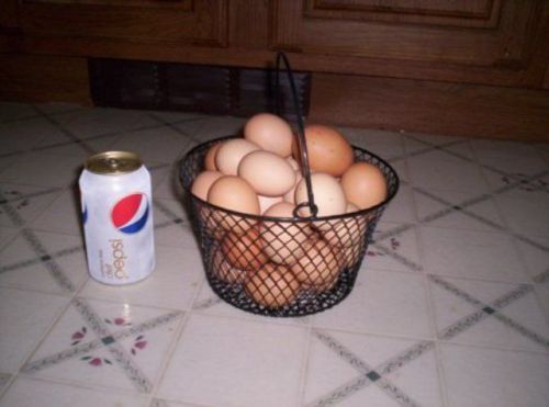 New ROUND  Black Rubber Coated Wire Egg Basket for chicken eggs
