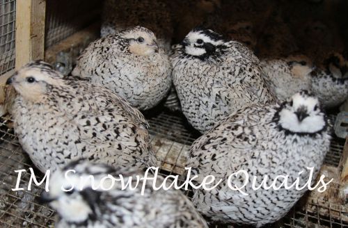 24 + Snowflake Bobwhite Quail Hatching Eggs