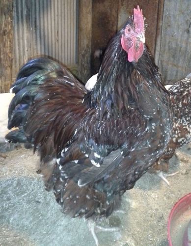 6+ 100% English Jubilee Orpington Chicken Hatching Eggs NPIP