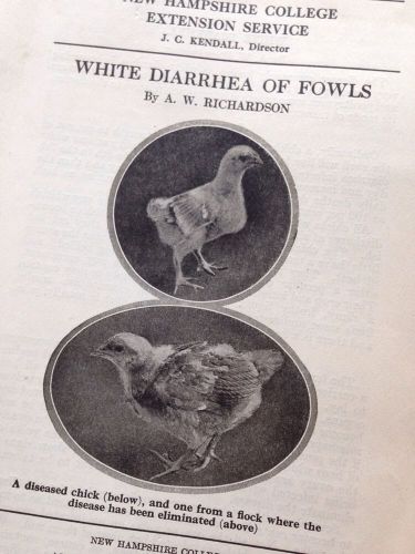 1919 New Hampshire College Bulletin 44  White Diarrhea Of Fowls Chicken Disease