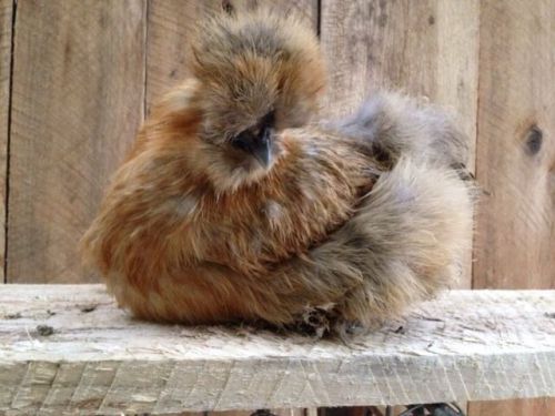 3 SQ Bearded Silkie Hatching Eggs -KY Proud Producer -great blood line! NPIP