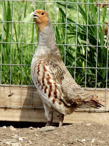Presale, 6+ Hungarian Partridge Hatching Eggs, Pheasant, quail, duck, NPIP flock