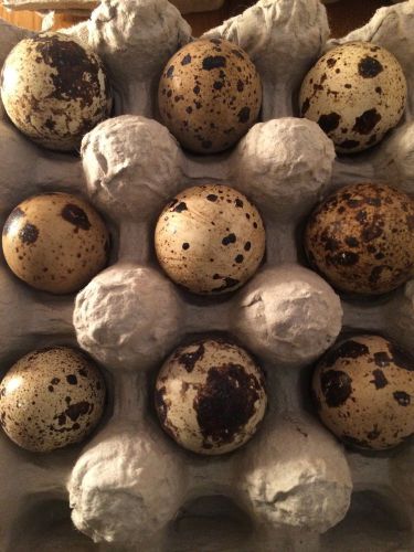 24+ Assorted Coturnix Quail Hatching Eggs