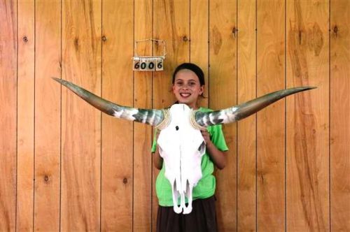 Steer skull long horns 3&#039; 11&#034; cow bull skulls horn h6006 for sale