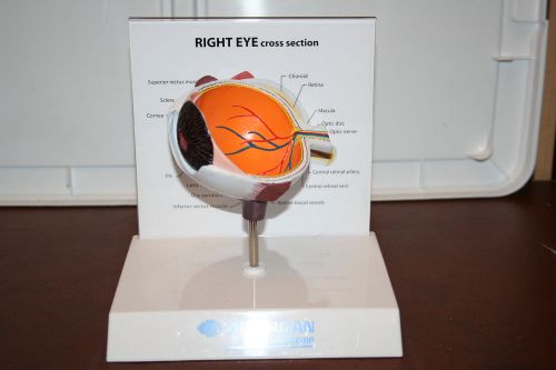 Right Eye Cross Section Model by ALLERGAN