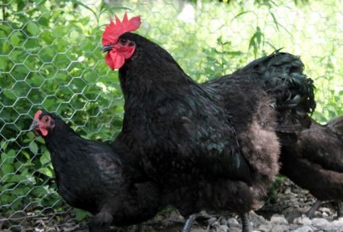 6+ Black/Split to Lavender Orpington Fertile Hatching Eggs