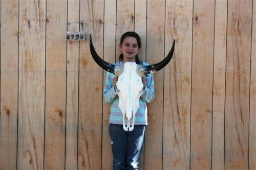 Steer skull long horns 2&#039; 1&#034; cow bull skulls horn h6790 for sale