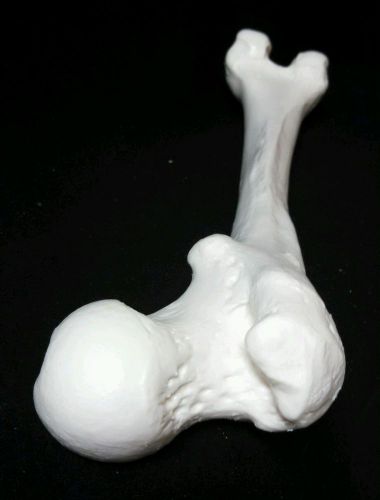3B Scientific - A35/1L Left Femur Bone Anatomical Model (A 35/1 L)