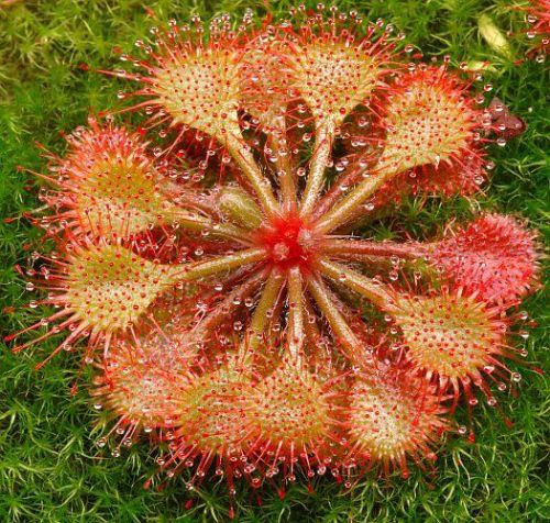 FRESH Premium Drosera &#034;burkeana&#034; (10+ seeds) Carnivorous Sundew Plant, L@@K!!!