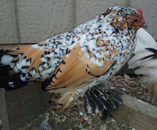 6  Mille Fluer and golden neck D&#039;Uccle hatching eggs