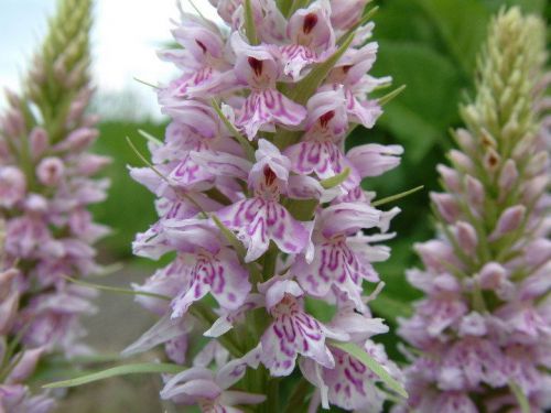 Fresh Genuine Dactylorhiza &#034;fuchsii &#034; (Spotted Orchid)(20+ Premium Seeds) L@@K!!