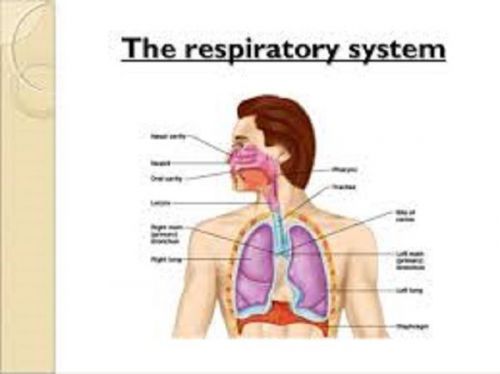 Respiratory Signs &amp; Symptoms/Assessments &amp; Examinations on Video 3 DVDs