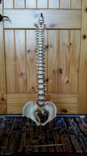 Life Size Flexible Chiropractic Human Spine Anatomical Anatomy Model with Stand