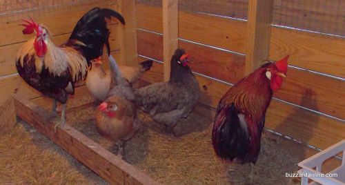 12 Icelandic Chicken Hatching eggs NPIP Ga.