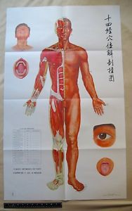 French Acupuncture Points Chart #1 w/ Japanese Characters 25.5&#034; X 41.75&#034;