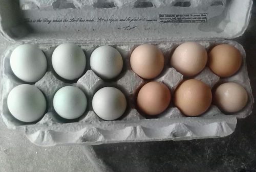 12+ EXRAS Purebred  Chicken Eggs for Hatching Organic &amp; Colorfull