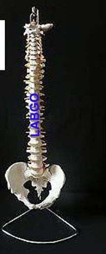 Human Vertebral Column With Fumar Head Model  LABGO ( Free Shipping )