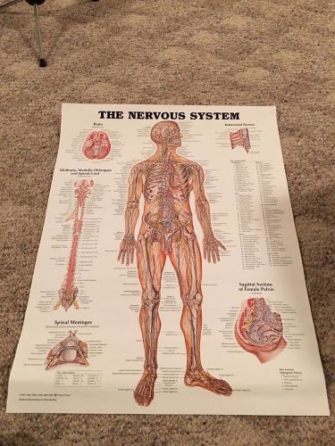 Nervous System Poster Anatomical Chart