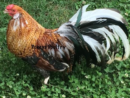 Tiger Long Tail Rooster