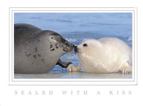 &#034;Holiday Seals&#034; Harp Seal Christmas Cards