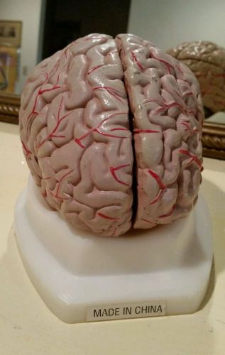 8-Part Anatomical Brain w/ Arteries Model
