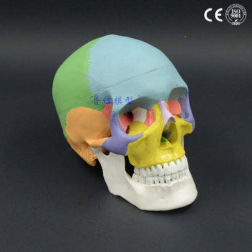 Colored Anatomical Human Same Size Skull Medical Model 19.5x15x13CM