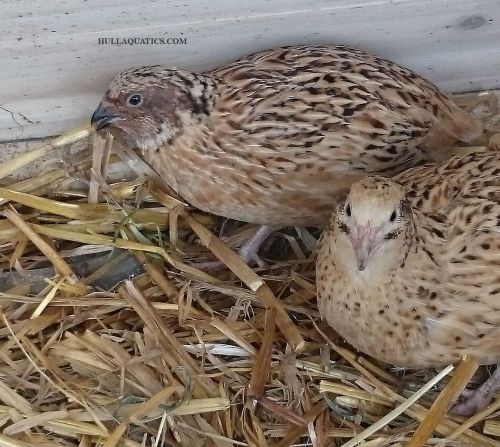 12 Mixed Variety Coturnix Quail Hatching Eggs ---- Free Shipping